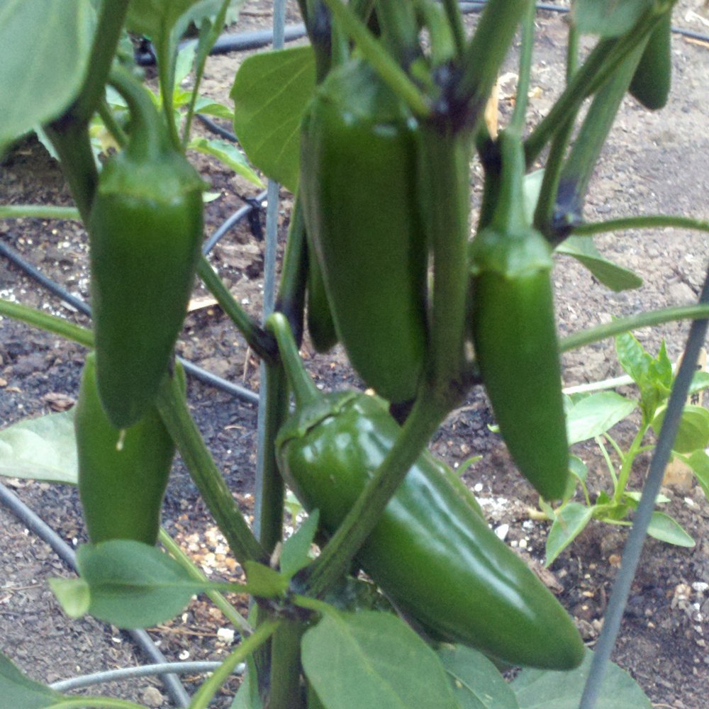 Jalapeno Hybrid Green Chilli Chili Seeds (Sabaz Mirch) Kitchen Gardening Vegetable - Image 2