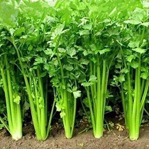 F1 Hybrid Coriander Seeds / Dhania Kitchen Garden Vegetable Seeds