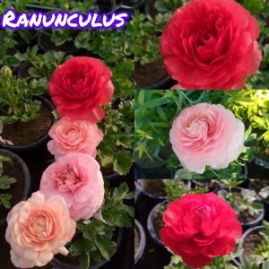 Ranunculus flower seeds pack of 20