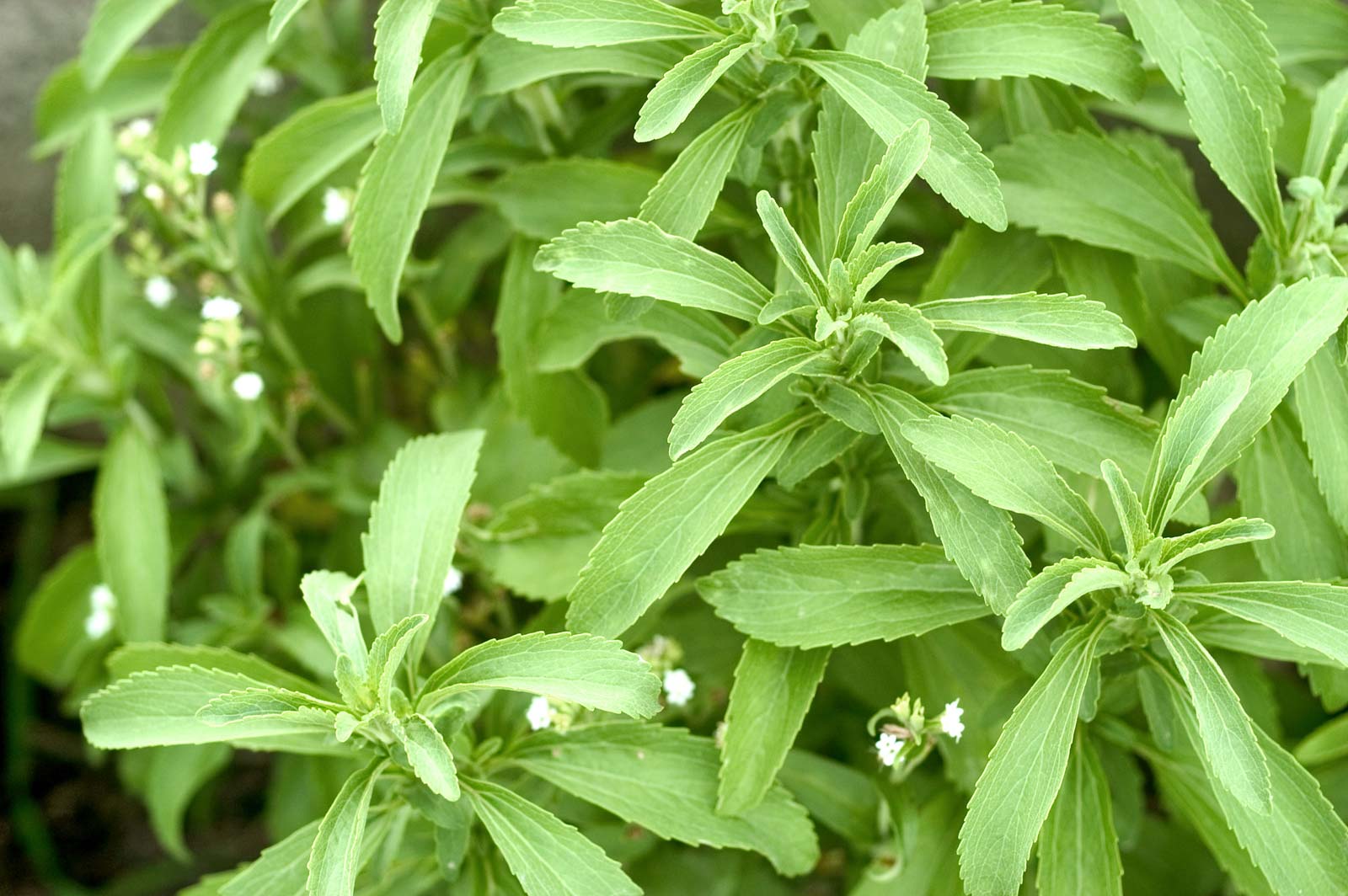 50+ Stevia Plant Seeds / Natural Sweetener / Stevia Rebaudiana Plant Seeds / Candyleaf or Sugarleaf Seeds - Image 2