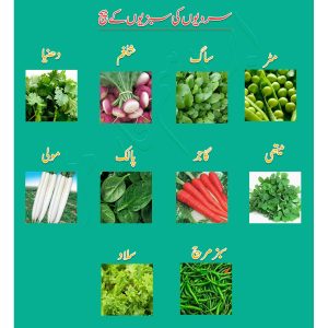 Kitchen Gardening Winter Vegetables Seeds 10 Packs