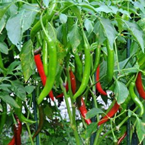 F1 Hybrid Green Chilli Chili Seeds (Sabaz Mirch) Kitchen Gardening Vegetable Premium Quality