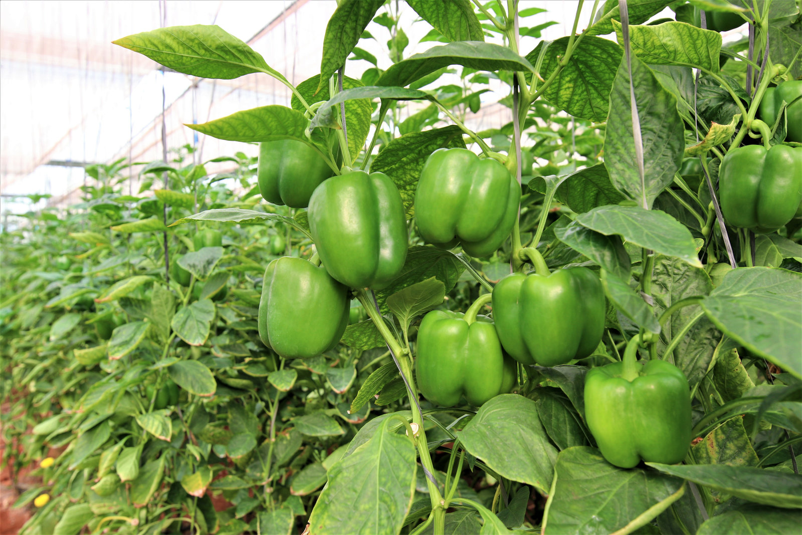 Hybrid Capsicum (Shimla Mirch) / Sweet Pepper Gardening Vegetable Seeds - Image 2
