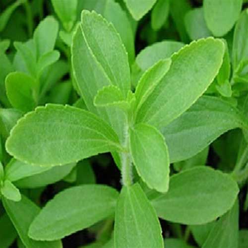 50+ Stevia Plant Seeds / Natural Sweetener / Stevia Rebaudiana Plant Seeds / Candyleaf or Sugarleaf Seeds