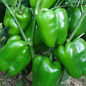 Hybrid Capsicum (Shimla Mirch) / Sweet Pepper Gardening Vegetable Seeds