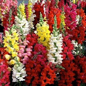 Antirrhinum Mix winter Flower seeds
