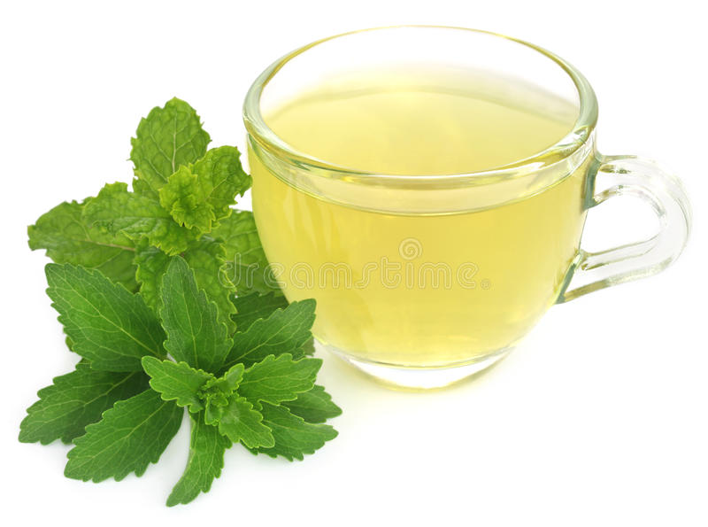 50+ Stevia Plant Seeds / Natural Sweetener / Stevia Rebaudiana Plant Seeds / Candyleaf or Sugarleaf Seeds - Image 3